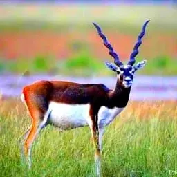 Tal Chhapar Sanctuary